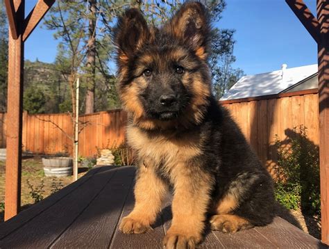 SOLD We are extremely proud to introduce our outstanding litter, of KC Registered, German Shepherd pups. . German shepherd puppies for sale near me under 500 dollars